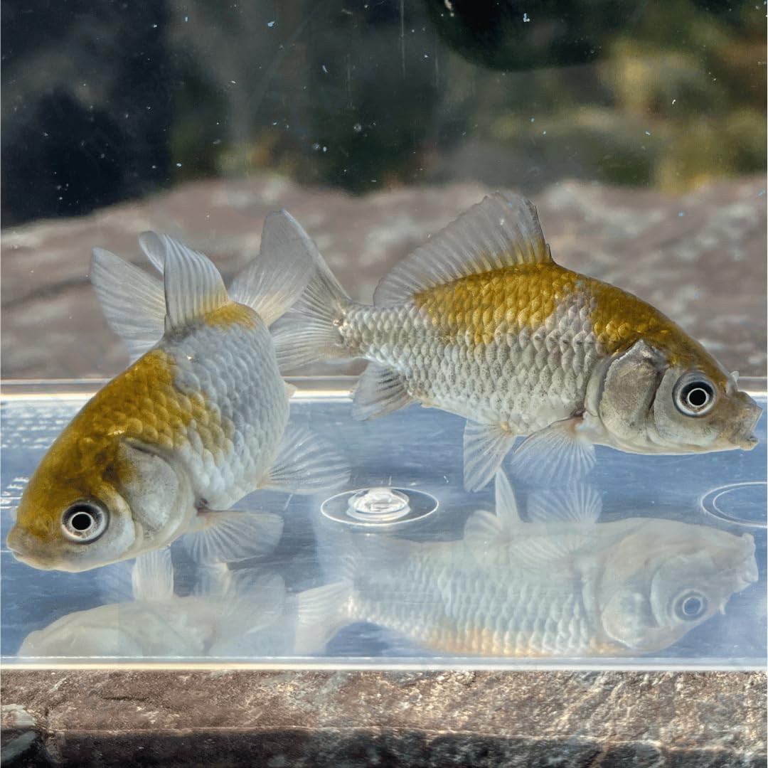 Amazon | （金魚）国産 青隼人和金 江戸川産 （1匹）【生体】 | 川村 