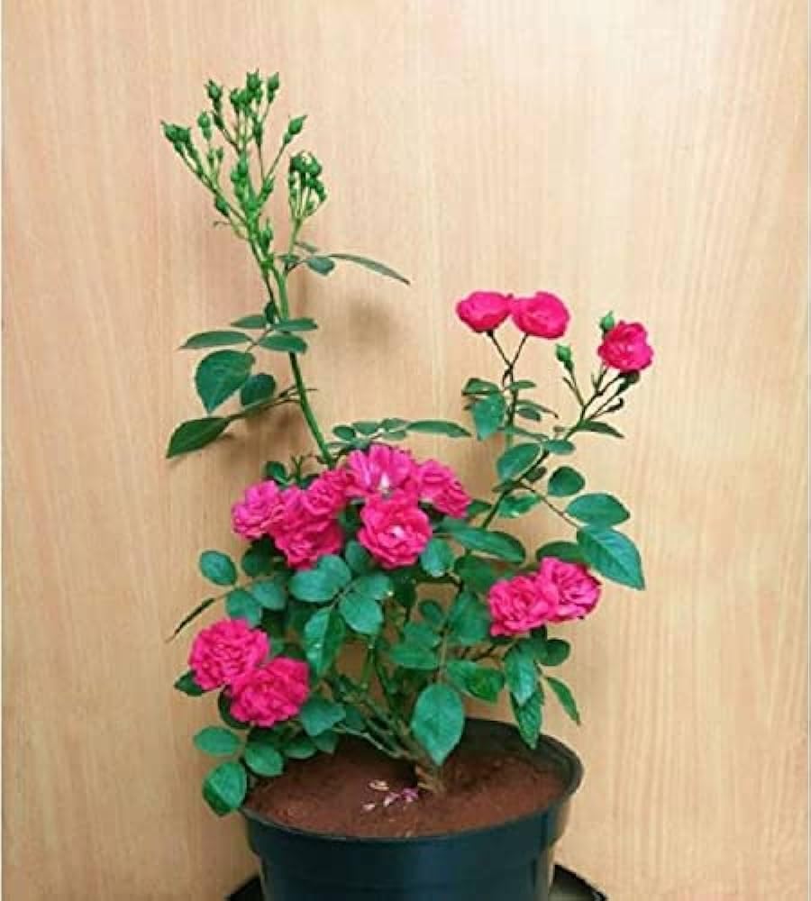 JooGTooK Button Rose, Miniature Rose (pink color) Live Plant (B0CVN9D563) Amazon Price History, Amazon Price Tracker