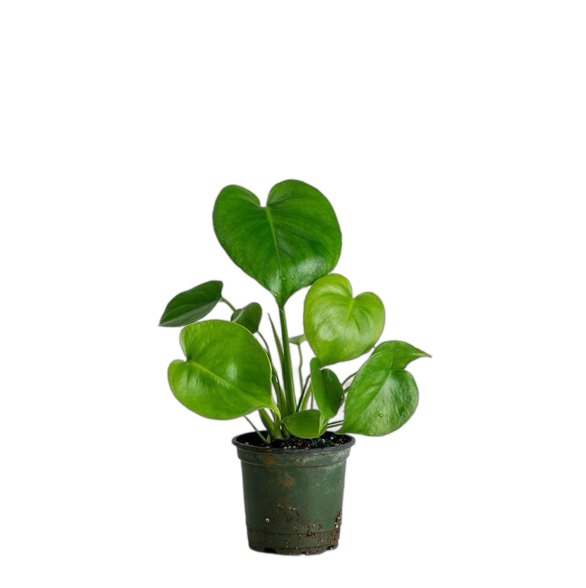 Sri datta NURSERY Monstera Live Natural Indoor Plant For Homedecor|OfficeDesk|Living Room|Bedroom|Balcony|Gifting|Airpurifying Healthy Plant| (B0CWGYP59F) Amazon Price History, Amazon Price Tracker