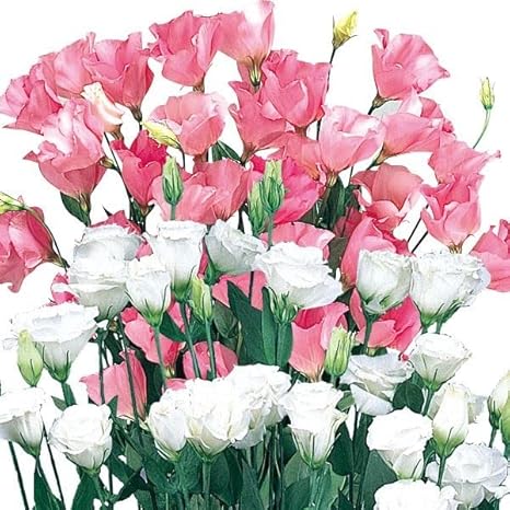 Amazon トルコキキョウ 種 桃白 1袋 粒 トルコキキョウの種 トルコキキョウの花 花たね 花の種 花 種子 タネ ユーストマ トルコギキョウ 国華園 第四種郵便 22年秋商品 花 Amazon トルコキキョウ 種 桃白 1袋 粒 トルコキキョウの種 トルコキキョウの花 花たね 花の種 花 種子 タネ ユーストマ トルコギキョウ 国華園 第四種郵便 22年秋商品 花