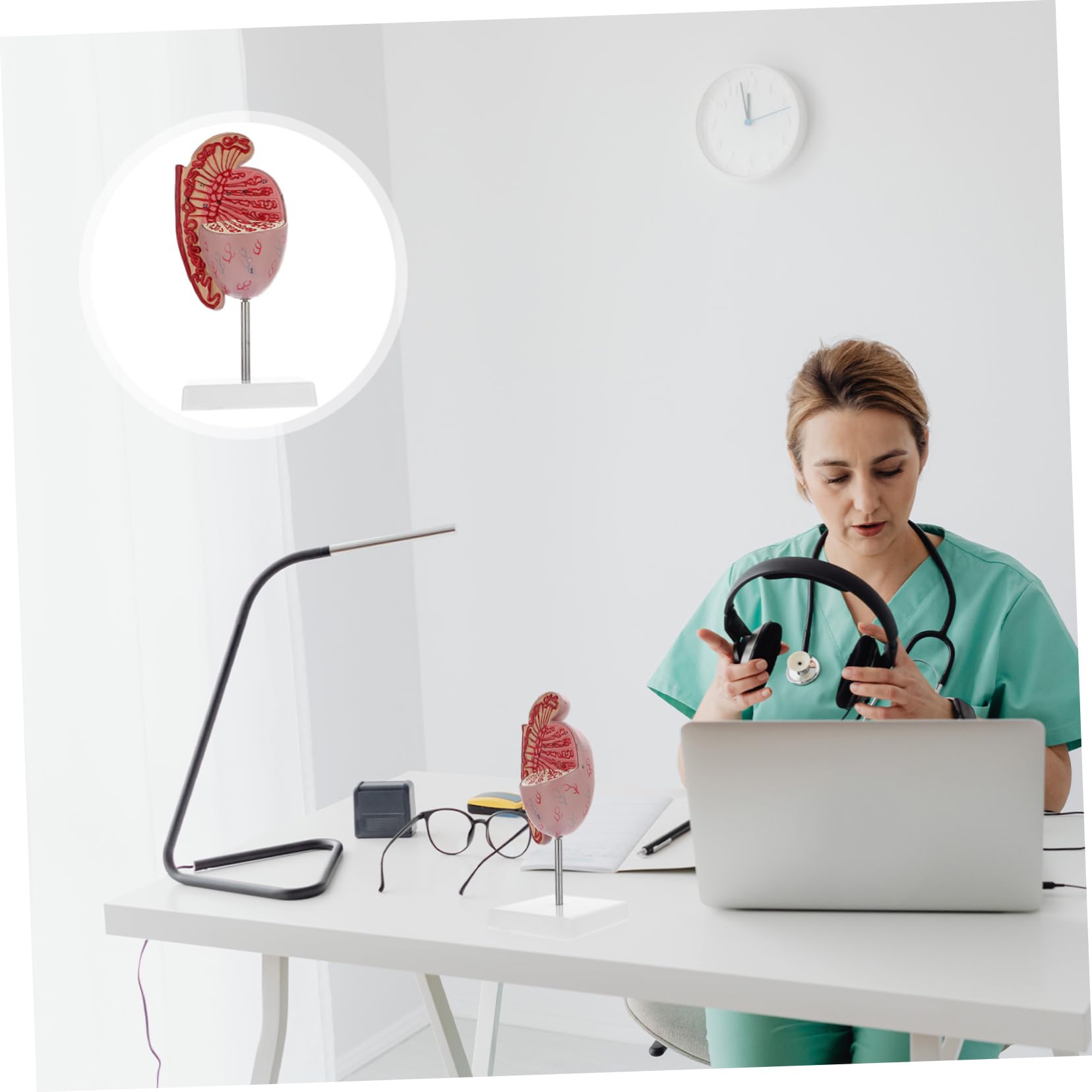 MAGICLULU Modello Anatomico Organi Umani Supporto Per Dissezione e Istruzione Scolastica Design Realistico in Pvc Adatto Per Insegnamento e Esposizione