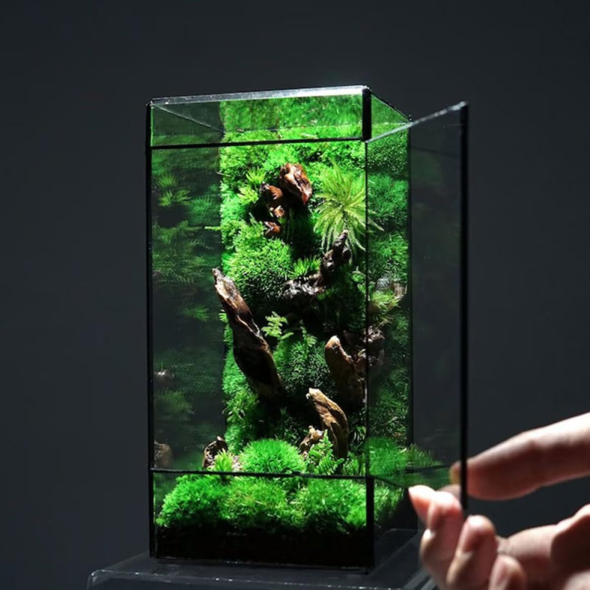 Terrario de Vidrio Geométrico Negro para Plantas y Flores | Contenedor de Micro Paisaje, Caja Vacía Estructura de Estaño, Decoración para Hogar y Sala