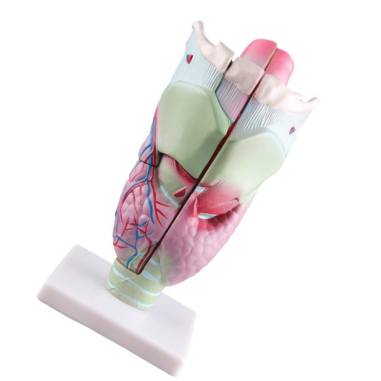 Modello anatomico della laringe Strumento per modello laringofaringeo del rinofaringe ingrandito Materiale didattico per lo studio della laringe Materiale didattico anatomico ingrandito umano
