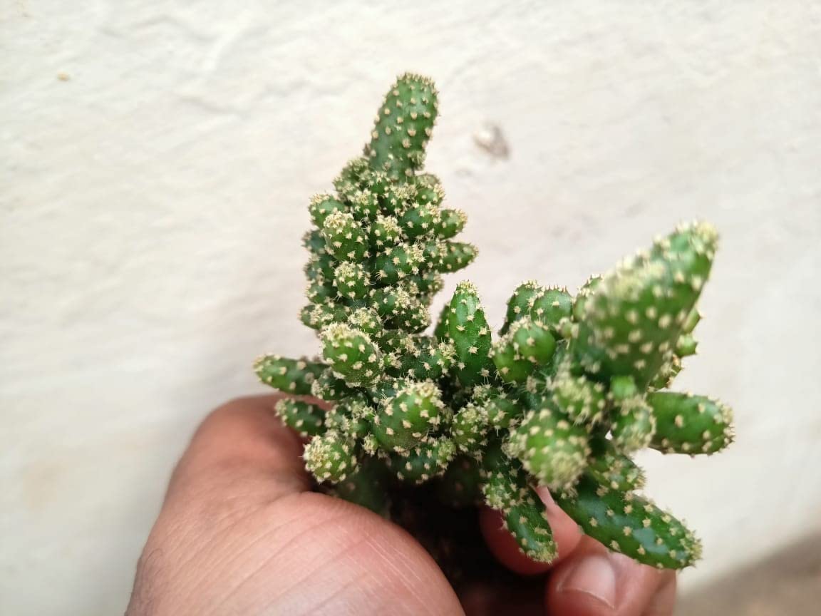 See full amazon price history chart for HILLMART Cylindropuntia fulgida live cactus plant with plastic pot for indoor/outdoor garden living room, bathroom, decor Air purification HILLMART Cylindropuntia fulgida live cactus plant with plastic pot for indoor/outdoor garden living room, bathroom, decor Air purification (B0C6V2HTL1) Amazon Price History, Amazon Price Tracker
