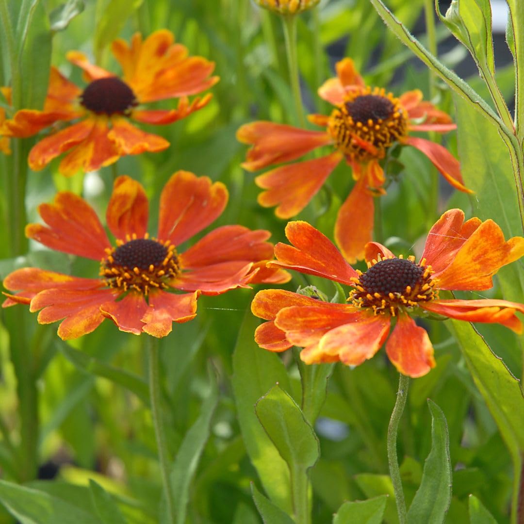 Helenium ‘Moerheim Beauty’ – Hardy Perennial Sneezeweed, Copper-Red Flowers, RHS Award of Garden Merit, Attracts Bees & Butterflies, Late Summer Blooms, 9cm Pot x2, by Thompson & Morgan