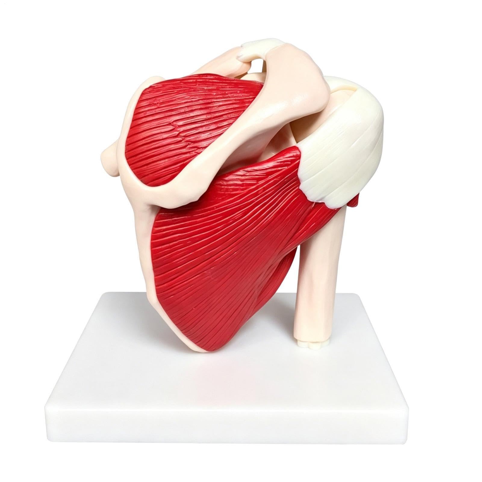 Anatomie-Modell, Schulter, PVC-Gelenkanzeige, Muskelstrukturhilfe, pädagogisches medizinisches Lehrwerkzeug für Arzt, Lehrer, Studenten, Jugendliche, , Mädchen, Männer, Frauen, Studium