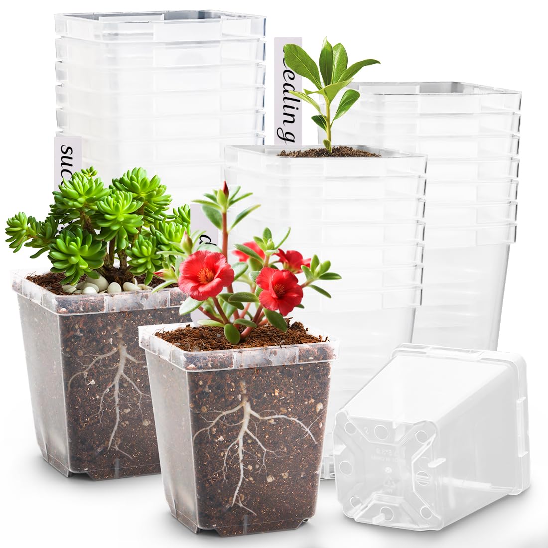 RooTrimmer Lot de 90 Pots de semis carrés Transparents de 8,3 cm avec Drainage, avec étiquettes de Plantes, Pots de semis réutilisables pour Plantes Grasses, Transplantation d'herbes, Fleurs, tomates