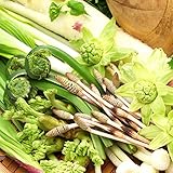 東北産 山菜セットA 500g 山菜4種以上詰め合わせ 山の幸 お取り寄せ