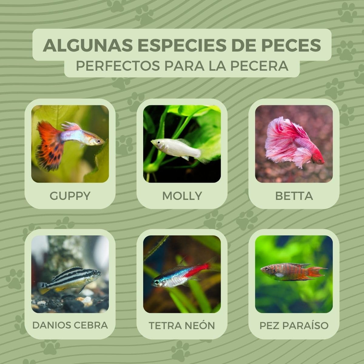 Mobiclinic® Pets, Pecera pequeña, Nemo, 4 litros, Plástico Pet Eco, Redonda, Diseño Transparente, 20x20x17, 5cm, Fácil Limpieza, Resistente, Ideal para decoración del hogar, Hierbas acuáticas