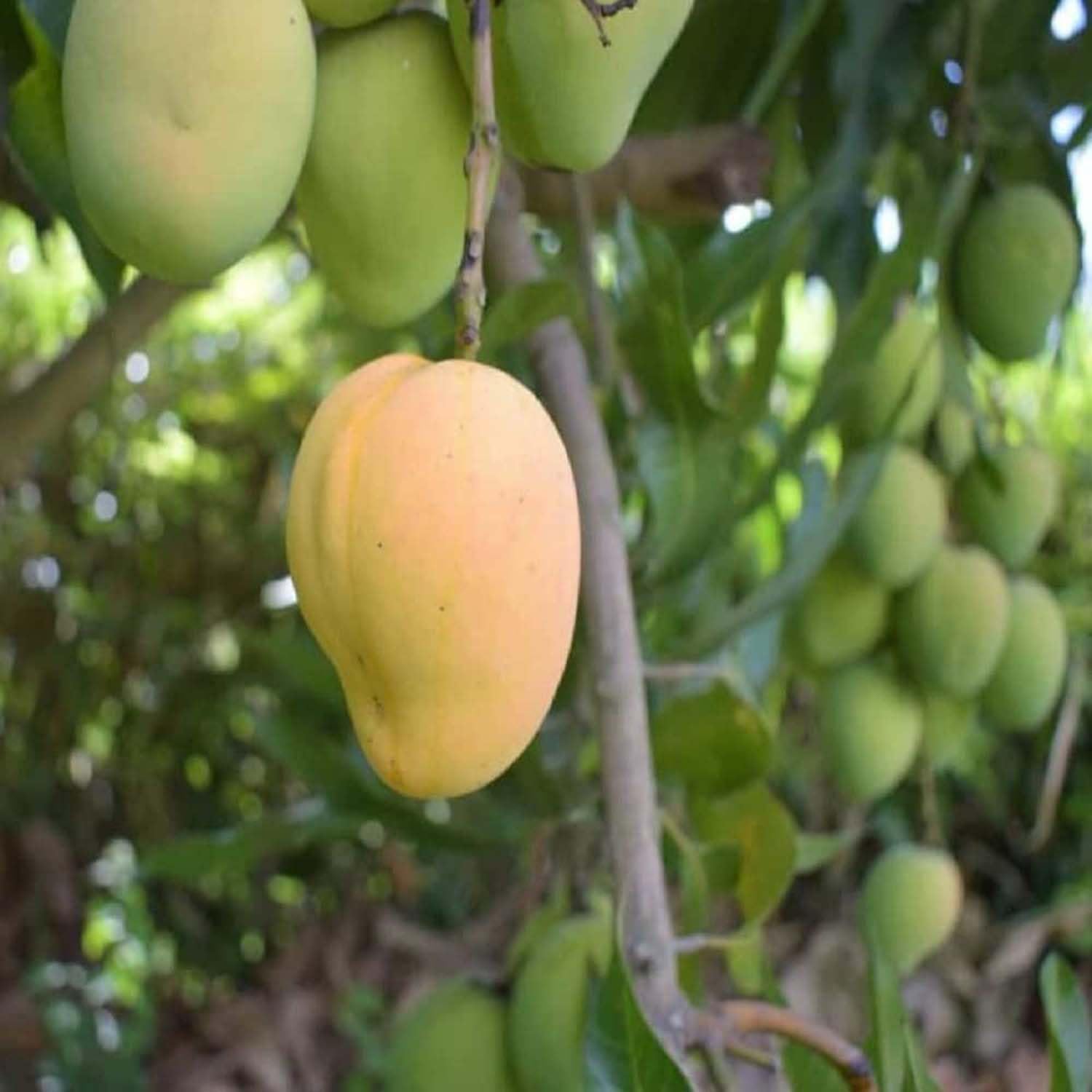 See full amazon price history chart for IXORA Mango Kohitur Variety Grafted Aam Fruit Live Plants & Tree(1.5-3 Feet Size) IXORA Mango Kohitur Variety Grafted Aam Fruit Live Plants & Tree(1.5-3 Feet Size) (B0BLYKRKGQ) Amazon Price History, Amazon Price Tracker