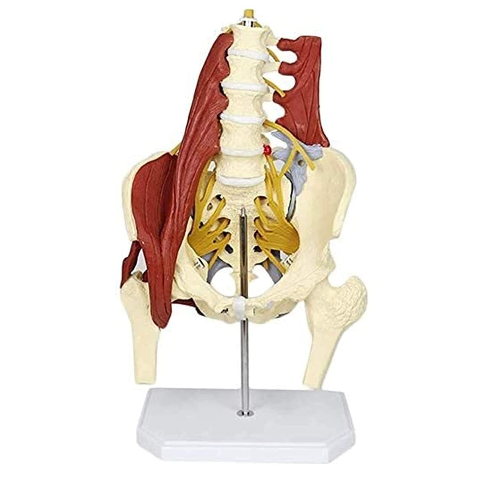 Amazon.co.jp: 人間の腰椎モデル 人間の臓器モデル 解剖学モデル 骨盤  