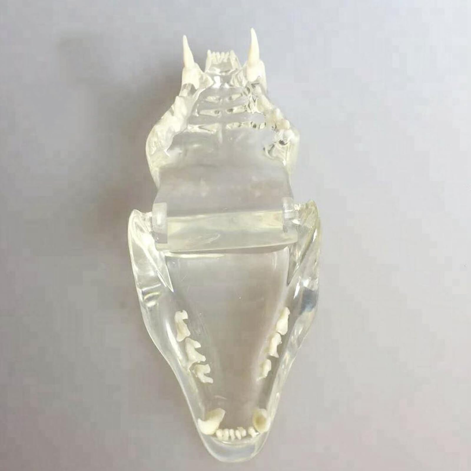 Modelo Anatómico De Cráneo De Gato, Mandíbula Y Hueso Transparente para Dientes De Perro, Modelo De Dientes Bucales para Clínica Veterinaria (Transparente, 8 Cm,Transparent-8cm