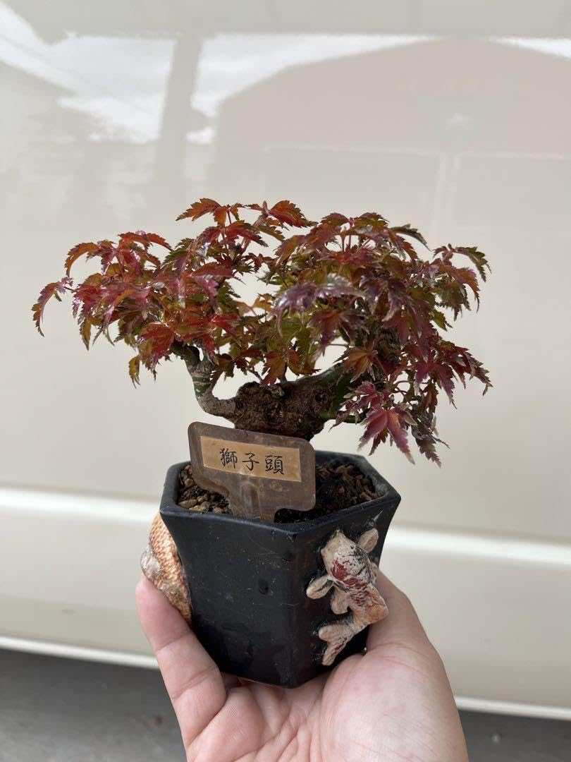 五葉松盆栽 曙 双幹 文人 取り木 小品盆栽 樹高15cm (真柏、黒松、紅葉