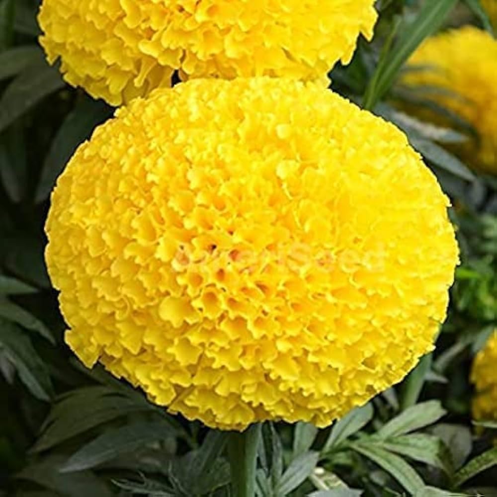 Marigold Yellow Flower (Genda) Seed, Seeds for Home Gardening, Marigold Flowers (Genda) (Yellow, Pack of 50 Seeds)
