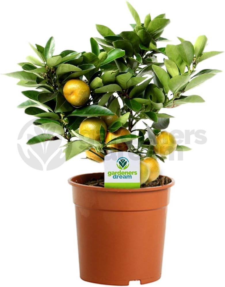 Citrus Calamondin 1 Plant House/Office Live Indoor Pot Plant Tree