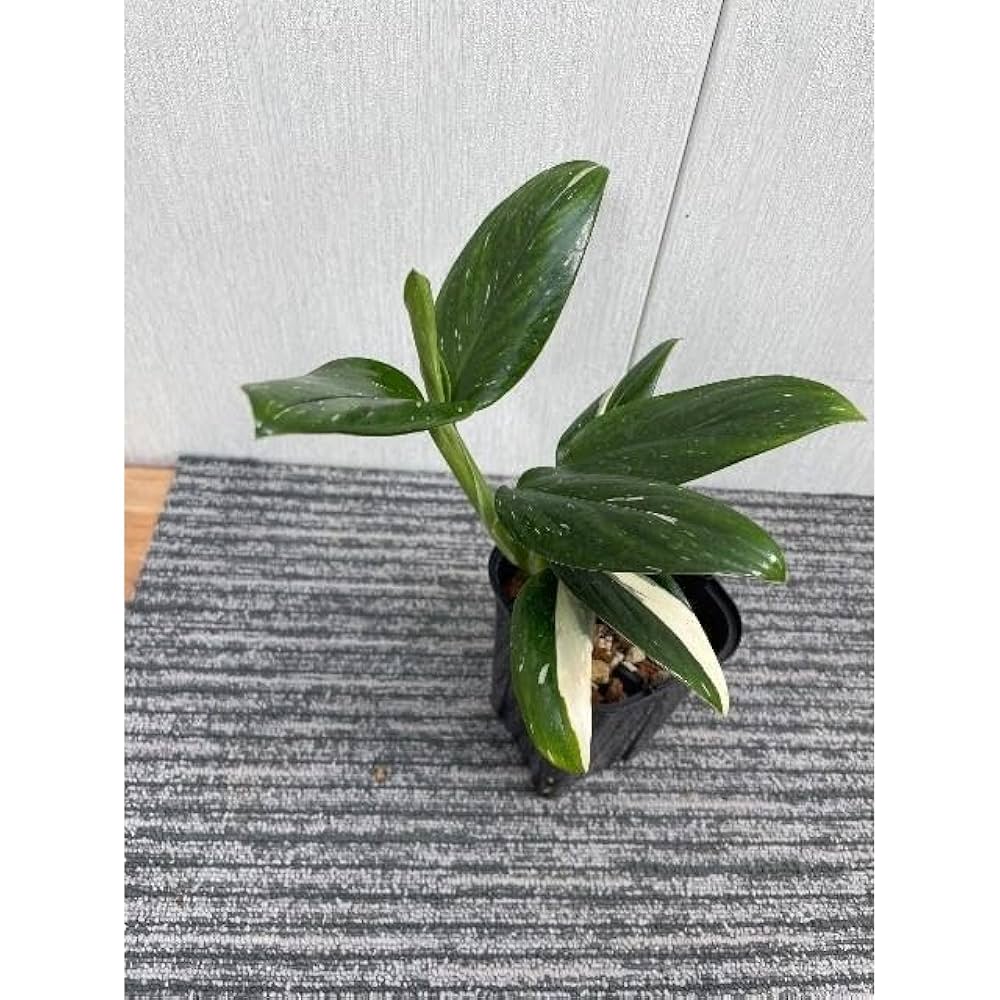 超希少❗️斑入り❗️モンステラ　スタンデリアナ　バリエガータ✨ Amazon｜斑入りハネカズラ モンステラ スタンデリアナ