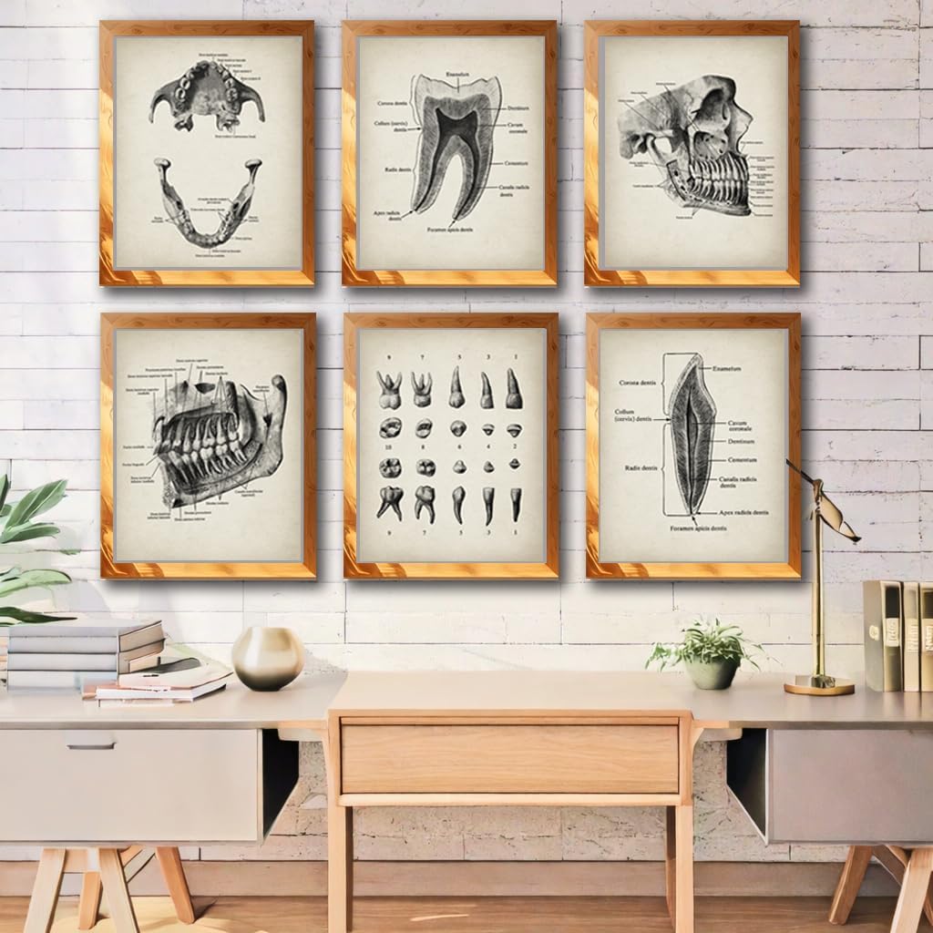 Vintage Dental Anatomy Illustration Poster Set Featuring Tooth Structure Print Jaw Bones for Dentist Office Decor, Orthodontist Clinic Accent, Hygiene Room Motivation, Home Study Reference, Lab Inspiration Corner, Med Student Surprises, Aspiring Dentist Tokens, Hygienist Appreciation Gifts, Ortho Assistant Honors, Oral Surgeon Keepsakes, Graduation Markers, Parent Pride Souvenirs, Festival Smiles Tokens - 8x10 Unframed Print Set