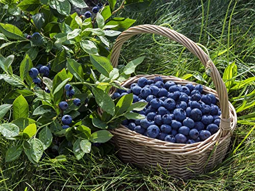 Notswoh Seeds- Blueberry Seeds,(300) #TOP3