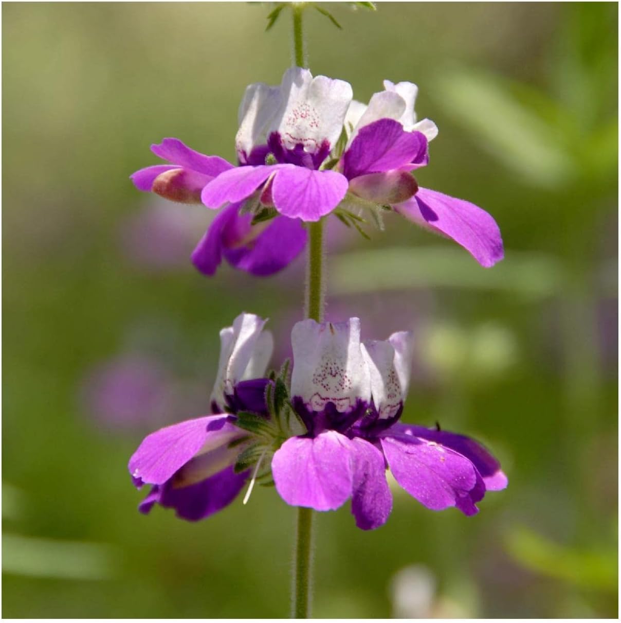 Everwilde Farms - 1 Lb Chinese Houses Native Wildflower Seeds - Gold Vault