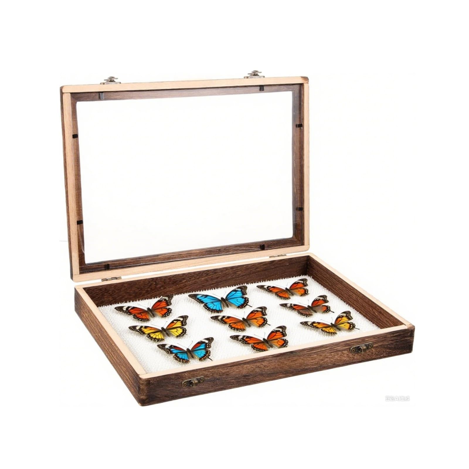 Amazon.co.jp: 昆虫 標本ケース 大型サイズ（45×32×6cm）標本