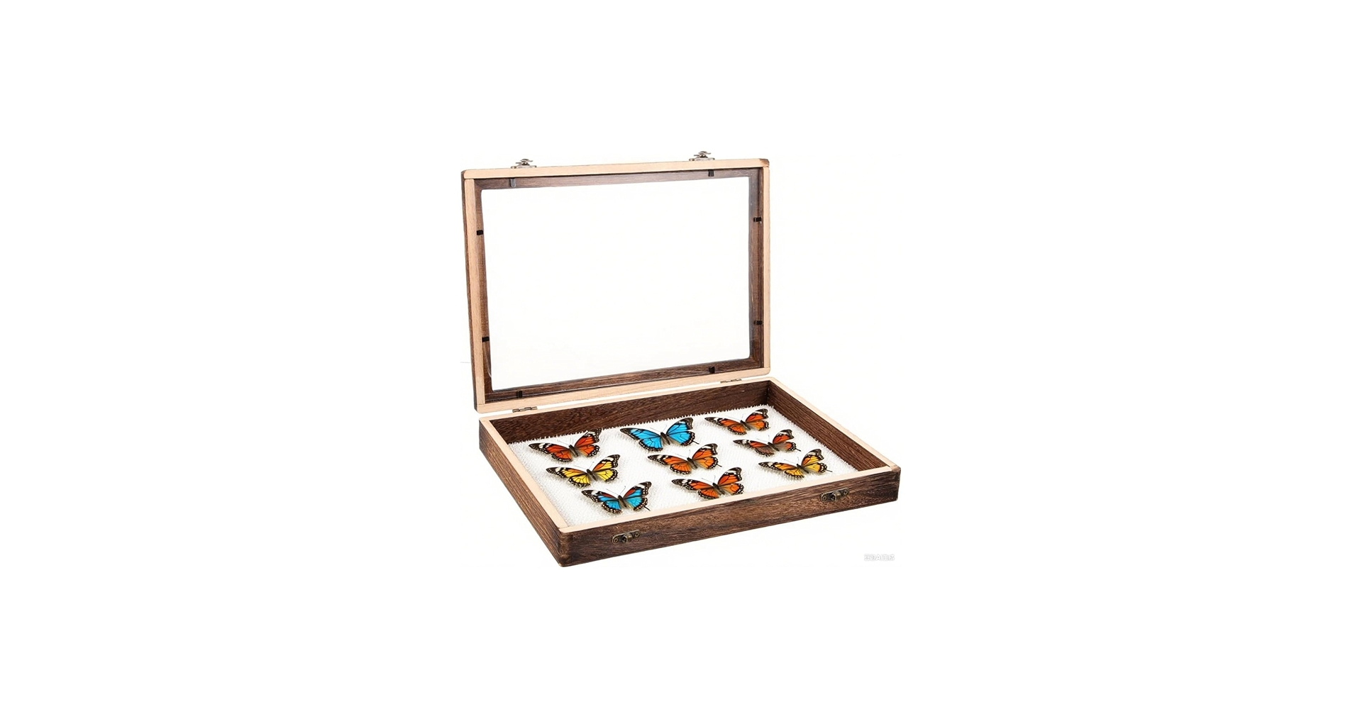 Amazon.co.jp: 昆虫 標本ケース 大型サイズ（45×32×6cm）標本