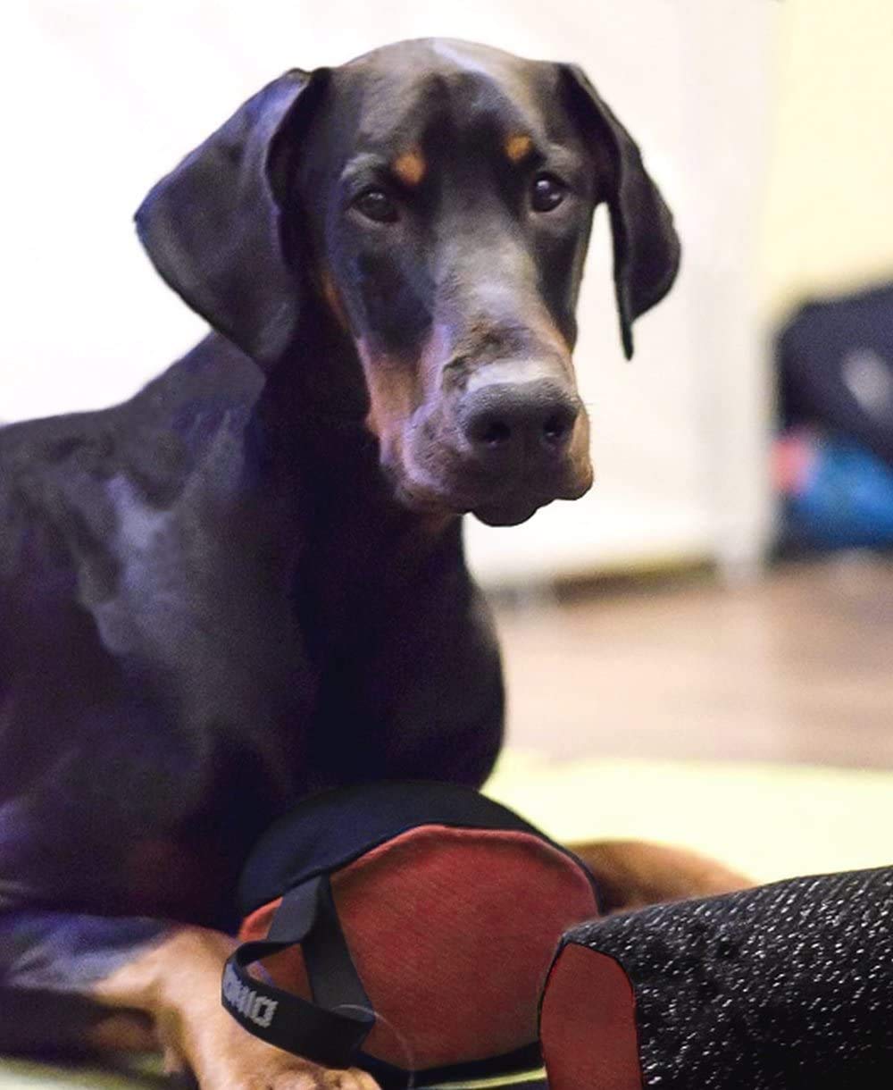 Dingo Gear Mordedor entretamiento de Perros de nylcot Rojo Negro 93428