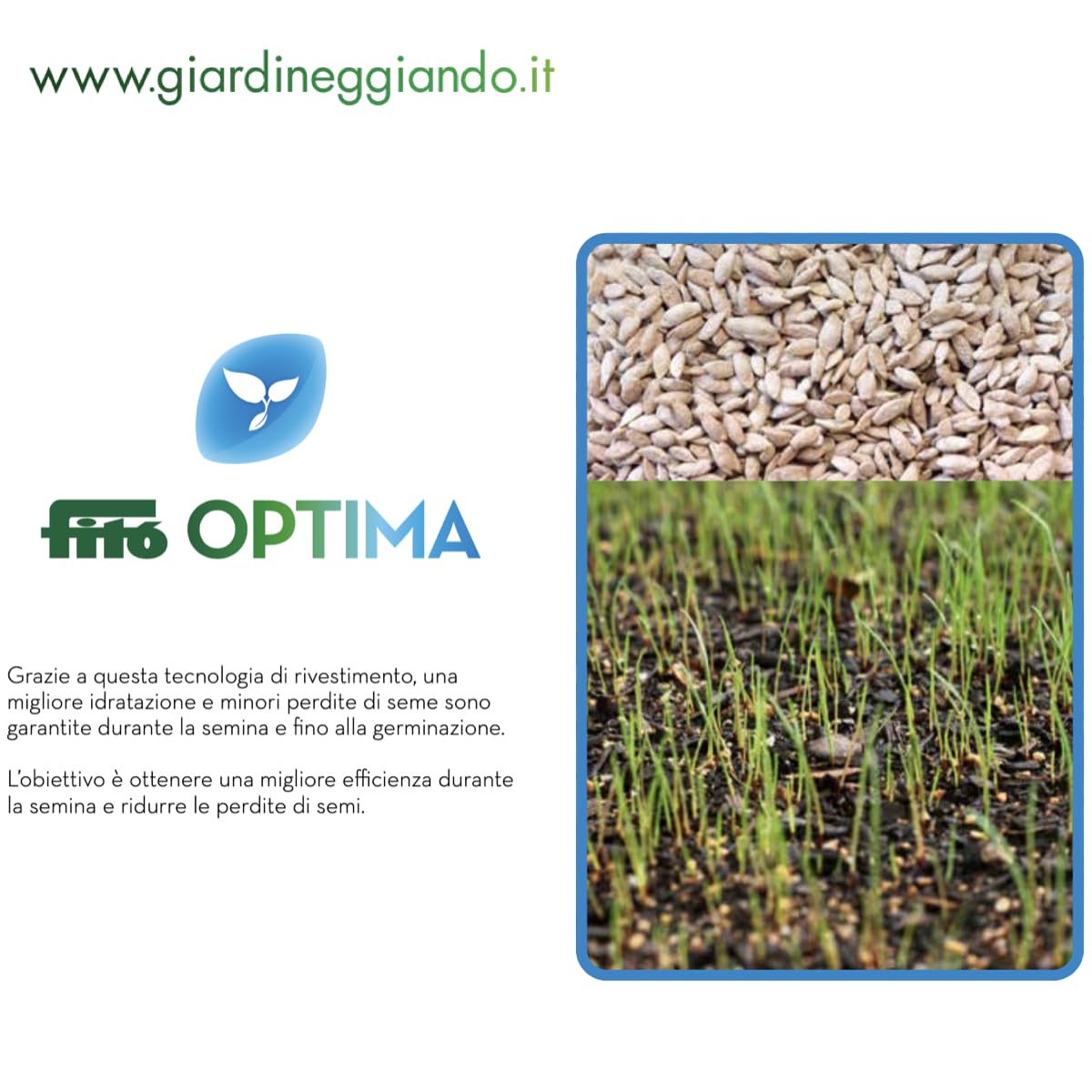 Semi Di Gramigna Cynodon Dactylon Bottos - Confezione Da 1 KG, Prato Resistente Alla Siccità - Foto 4