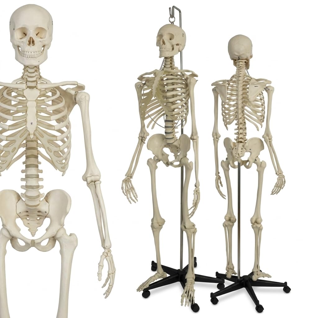 Articulated Human Skeleton Model 5.6 Feet Tall with Durable Plastic Base and Iron Support Rod, Life Size Anatomical Educational Teaching Skeleton for Medical Study, Classroom, Clinic and Training Use-image-48