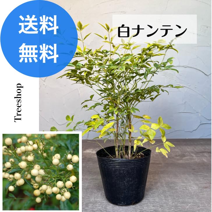 白南天(白実なんてん)苗 白南天(白実なんてん)苗