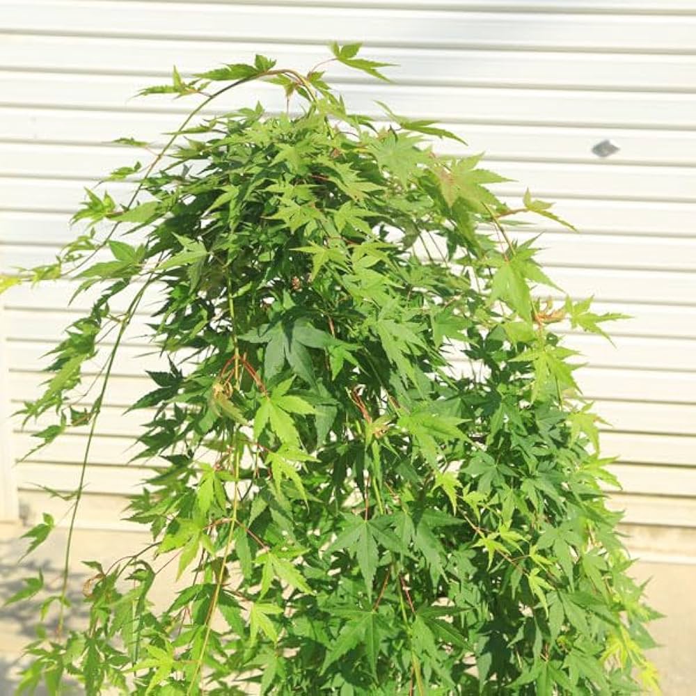 しだれもみじ/流泉（りゅうせん）【現品発送】管理 70388 しだれもみじ/流泉（りゅうせん）【現品発送】管理 70388