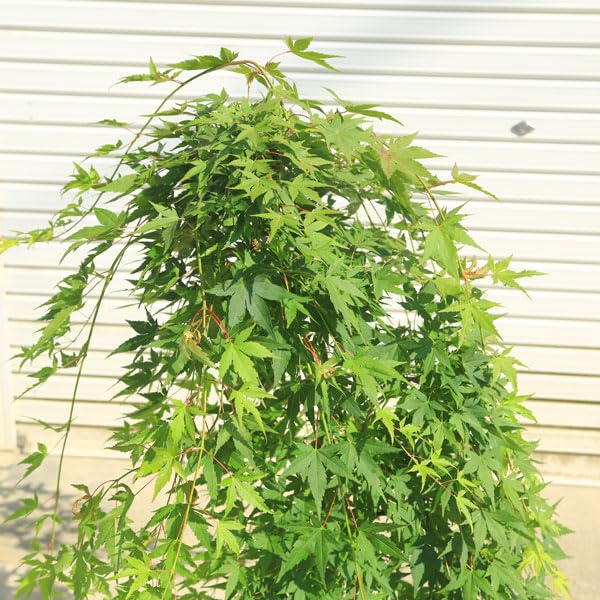 Amazon.co.jp: 庭木・植木：流泉もみじ(りゅうせんしだれ）しだれ