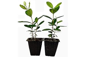 9GreenBox - 2-Pack Pineapple Guava Plants: Delve into the Enchanting World of Tropical Fruit Cultivation