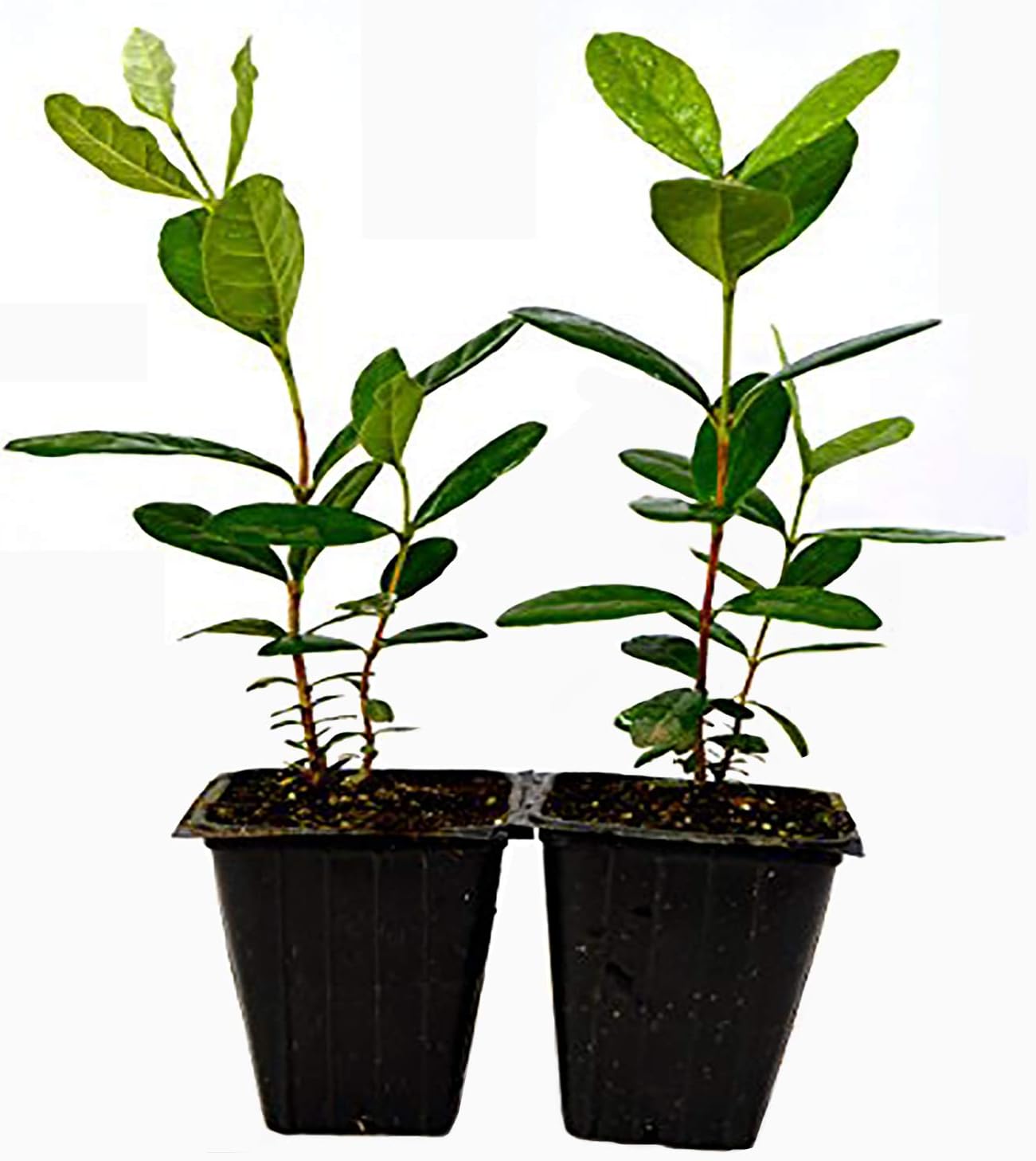 9GreenBox - Pineapple Guava - 2 Pack