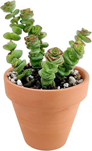 Miniatura 5 de Crassula - Collar de bebé con gusano suculenta suculentas únicas y saludables para decoración del hogar y la oficina maceta moderna blanca de 4