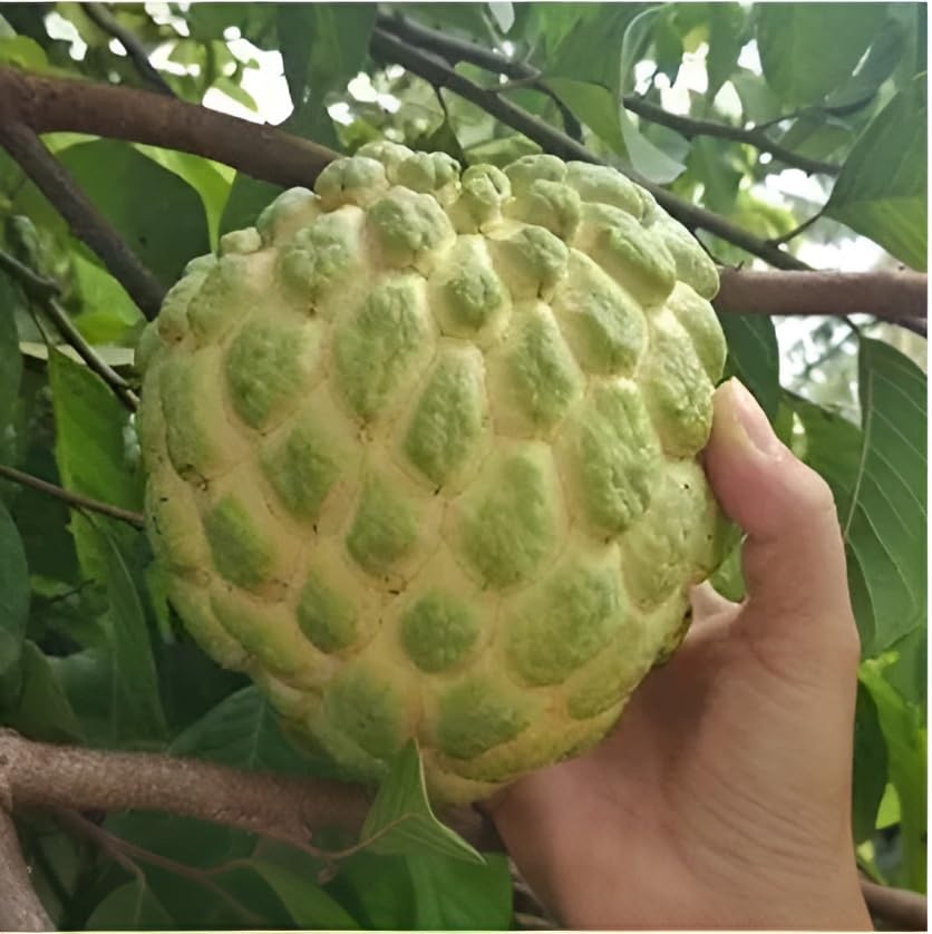 See full amazon price history chart for Green view New Rollinia Custard Apple Clone type hybrid - 1 Healthy Live Super Fruit Plant 1-1.5 Ft Height in Nursery Grow Bag for Home Garden Green view New Rollinia Custard Apple Clone type hybrid - 1 Healthy Live Super Fruit Plant 1-1.5 Ft Height in Nursery Grow Bag for Home Garden (B0CRB447SS) Amazon Price History, Amazon Price Tracker
