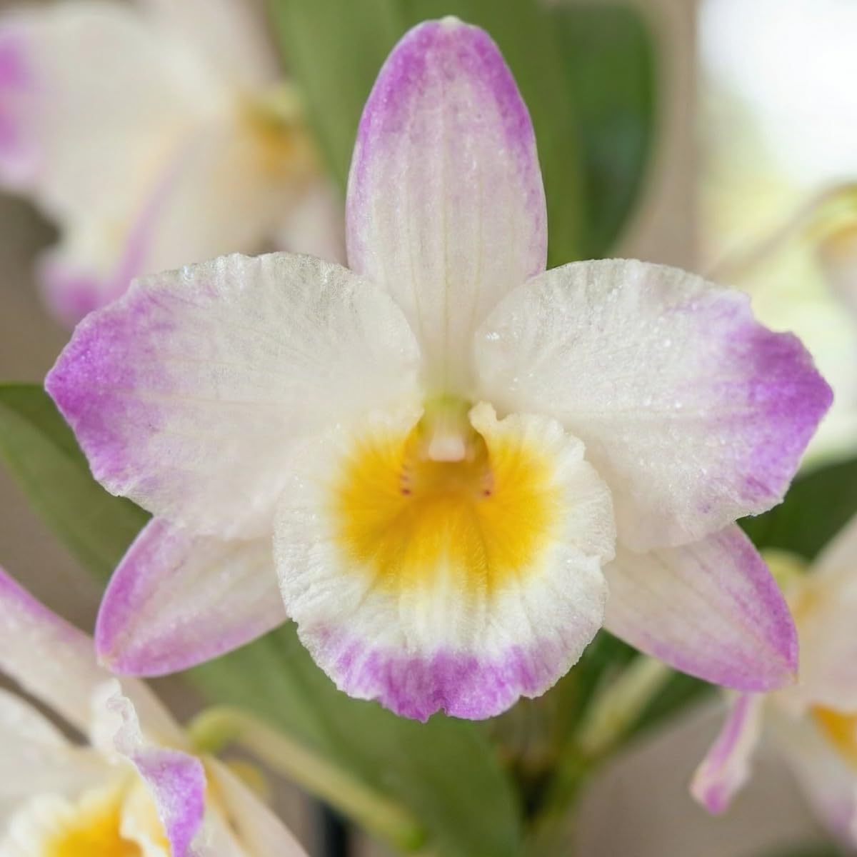 Orchideen Echte Pflanzen - Bambus Dendrobium Nobile Kollektion - 3 große Zimmerpflanzen aus Holland - 30-40 cm hoch - blühend und duftend (Nicht künstlich, ohne Dünger und Topf, keine Samen)