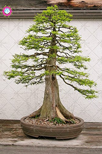 20Pcs / Bag Rare Conifer Bonsai Skunhe Zypresse Seed Familie Garten pflanzt  Zypresse : Amazon.de: Garten