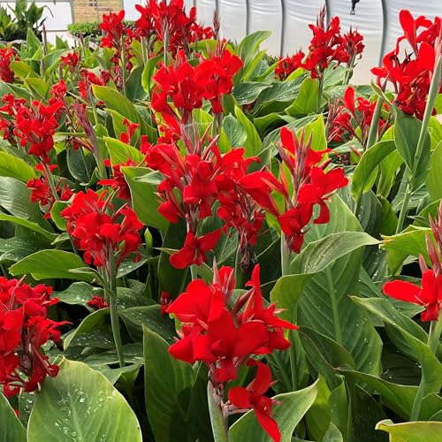 Kreta Canna Lily Flower Bulb Vivid Red Island Series Blooms Hummingbird Garden Clean Green Foliage Zones 39 45 Ft Tall Summer Rhizome 1 Bulb