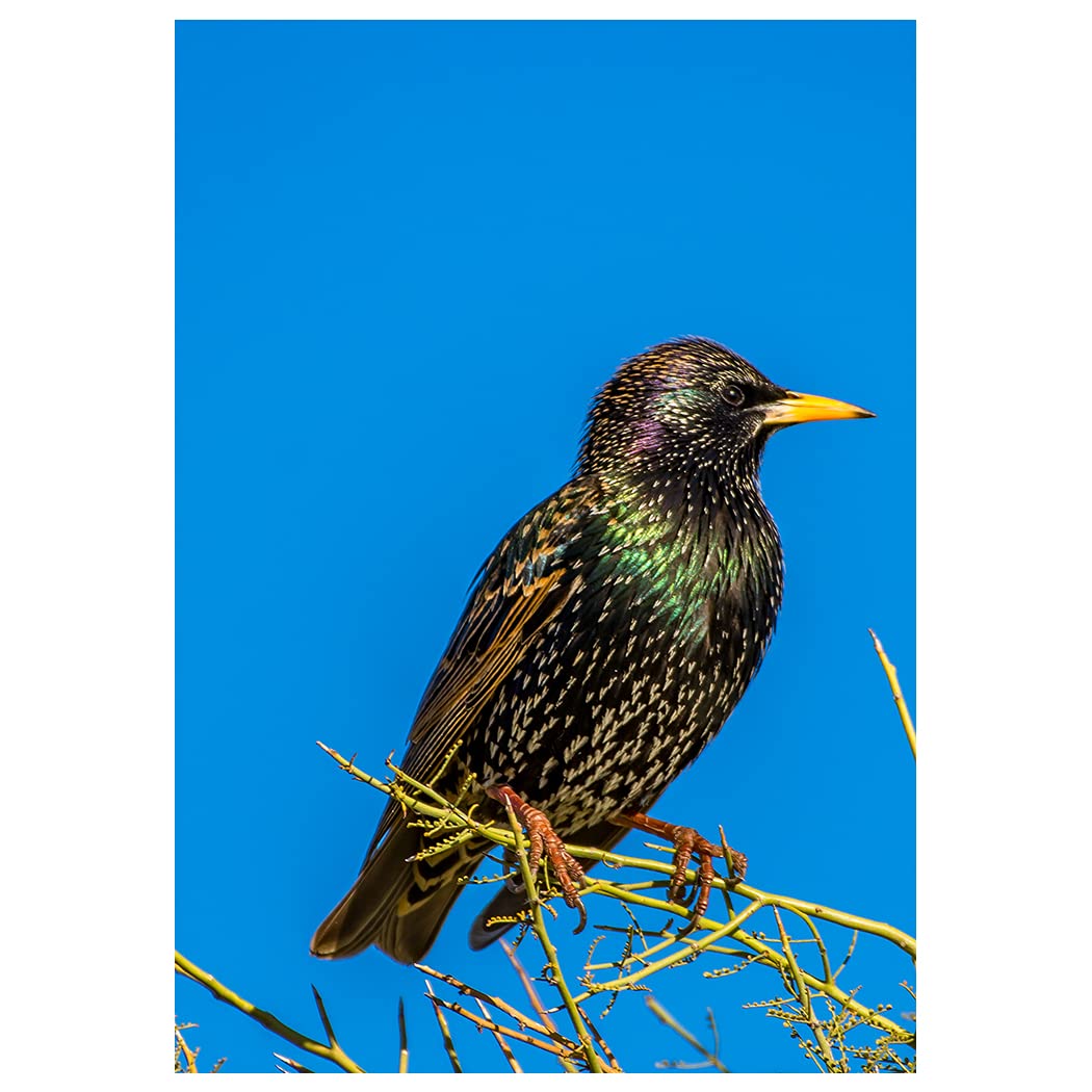 European Starling Perched on a Branch Fine Art Photography All Occasion Greeting Card. (Blank Inside)
