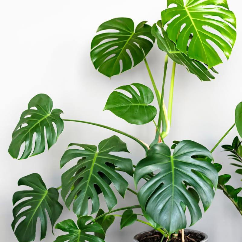Amazon.com: Monstera Deliciosa ,Monstera Deliciosa House 4 (10.4  ):