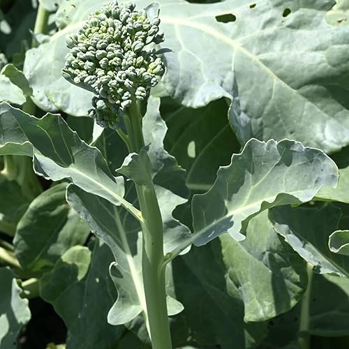 Miniatura 2 de Semillas orgánicas de brócoli Raab (Spring Rapini) – Aproximadamente 750 semillas – USDA Organic, sin OMG, polinizado abierto, reliquia, origen