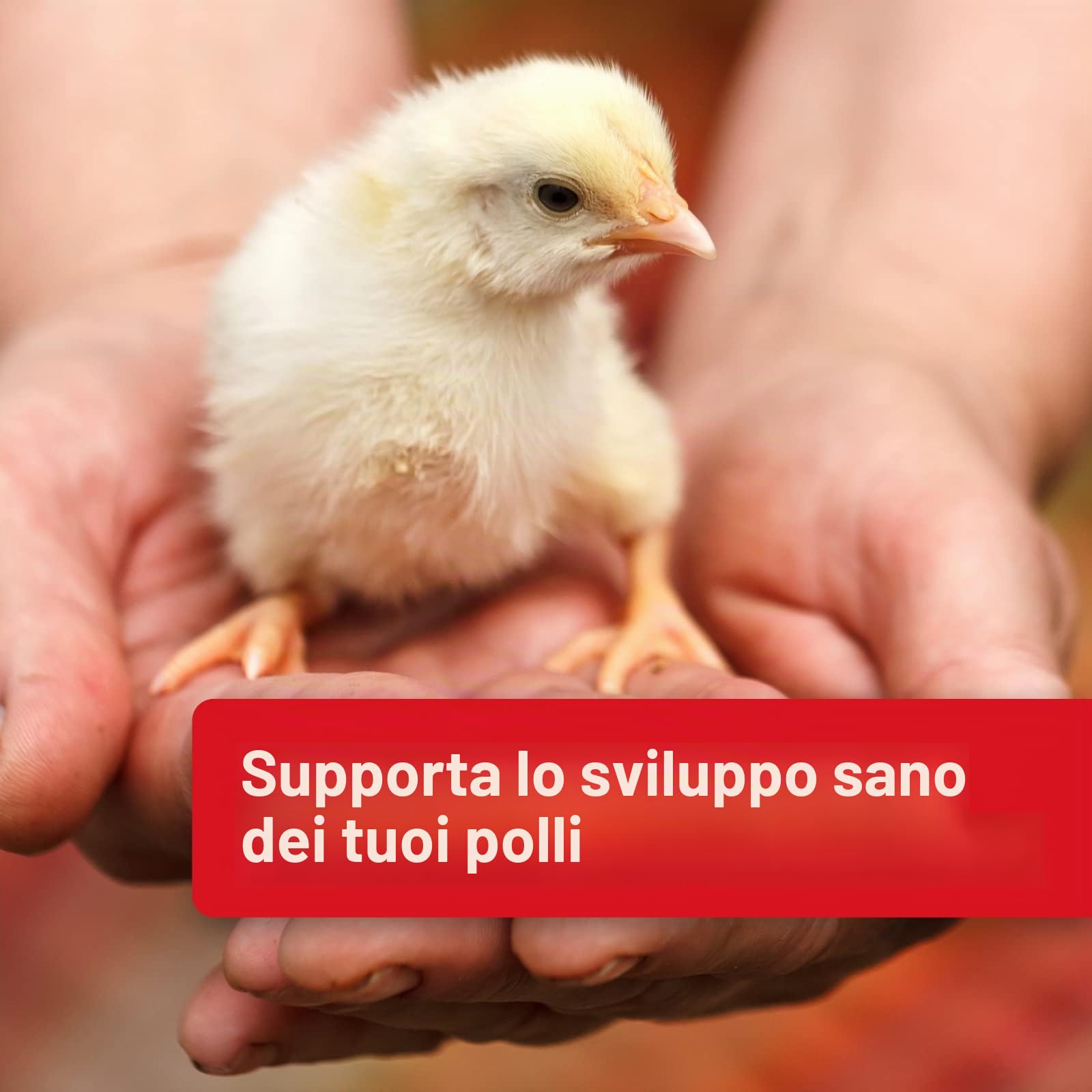 Quiko Hobby Farming Mangime per Uova Pollo 2 kg - Mangime concentrato e condizionato ricco di proteine per polli, quaglie e pollame come le galline ovaiole - Con vitamine e miele