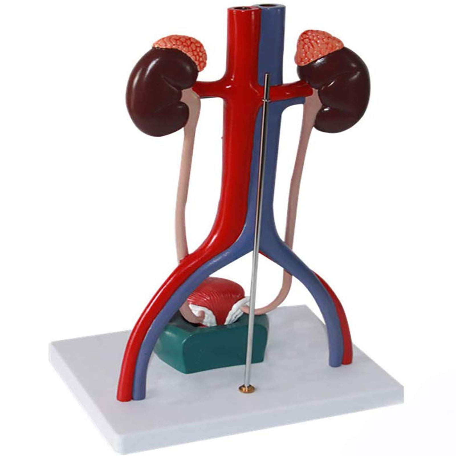 AMhuui Urinary System Mode, Genitourinary System Model Kidney Anatomy Model, Bladder Ureter Structure Stereo Origins Renal Artery Vein with Key Card Male Female