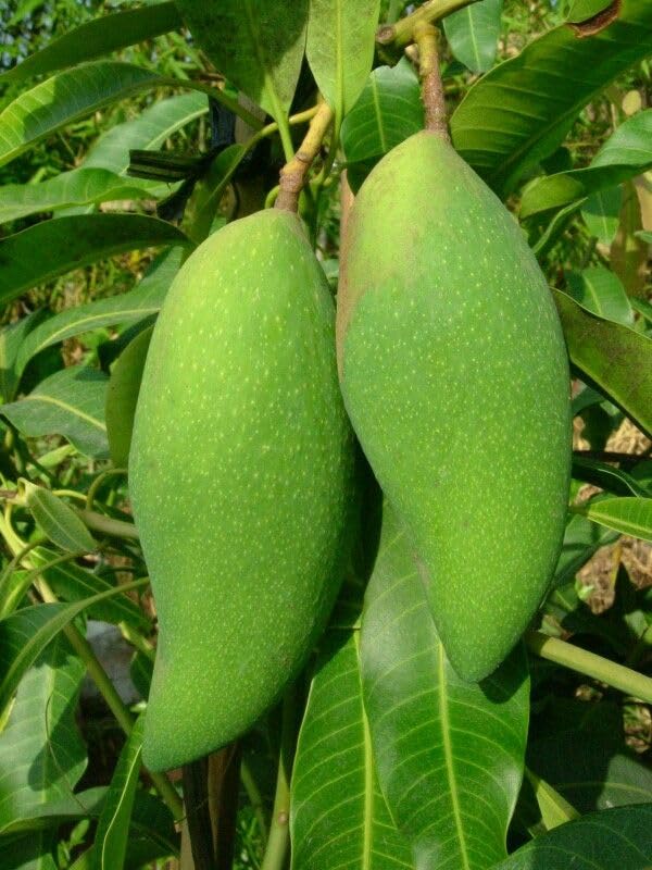 Image of Premium Carabao Mango Plant Grafted For Bountiful Fruits In Your Garden 2 Feet Height Philippine Variety Healthy Live Plant (Hybrid, Pack Of 1) PB 39