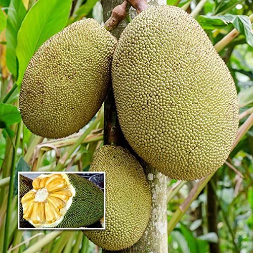 Nursery Live Jackfruit (1 Year Fruiting Ayur Jack, Budded) Fruit Plant
