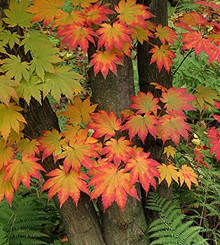 Korean Maple - Tolerates Extreme Cold, Surviving In Climates Where Japanese Maples Cannot Hardy To –40°F - Acer Pseudosieboldianum - 2 - Year Live Plant #TOP19