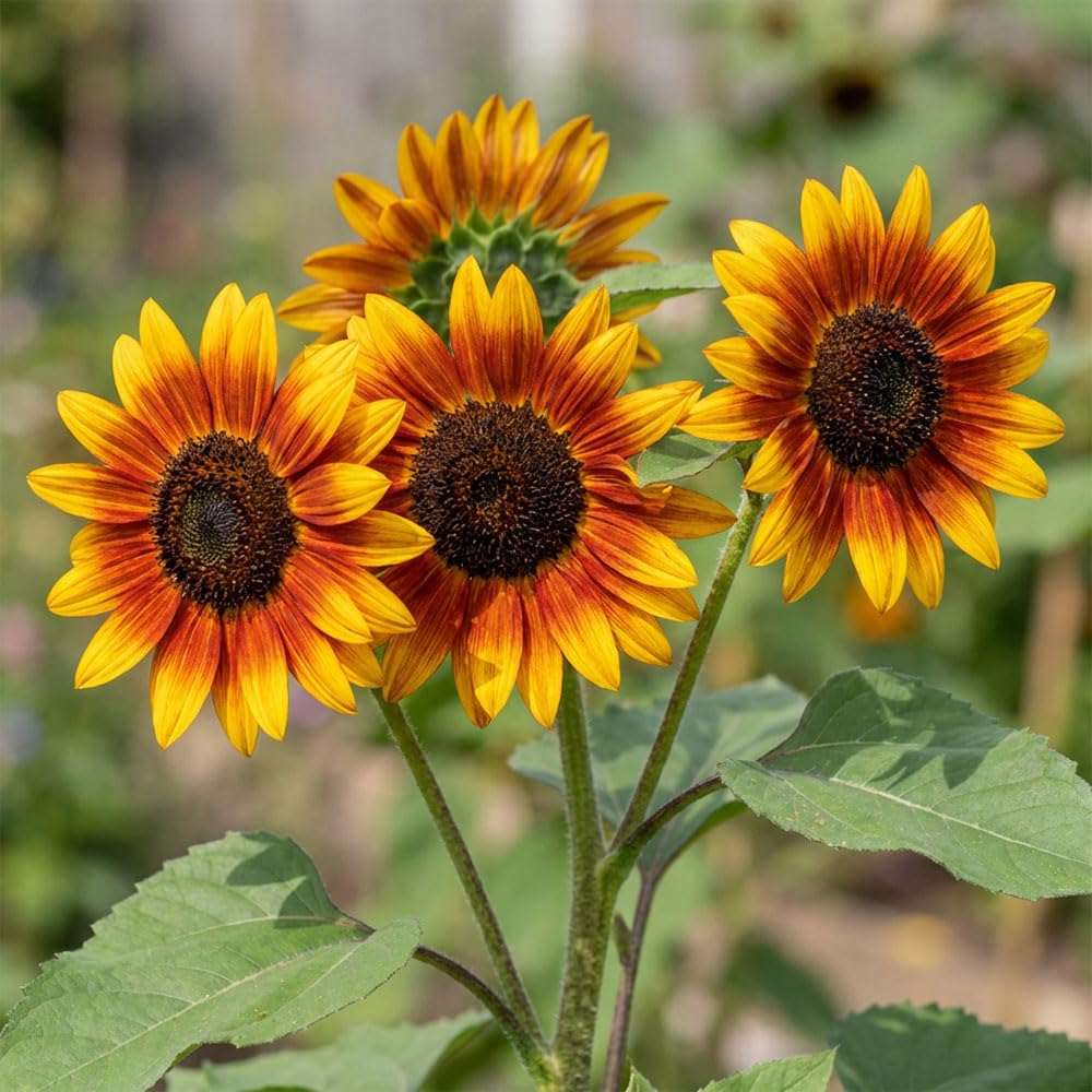Sunflower Pacino Gold Seeds – Dwarf Compact Sunflower Variety – Bright Golden Yellow Blooms with Dark Centres – Ideal for Pots & Patio Containers – Summer Flowering Annual