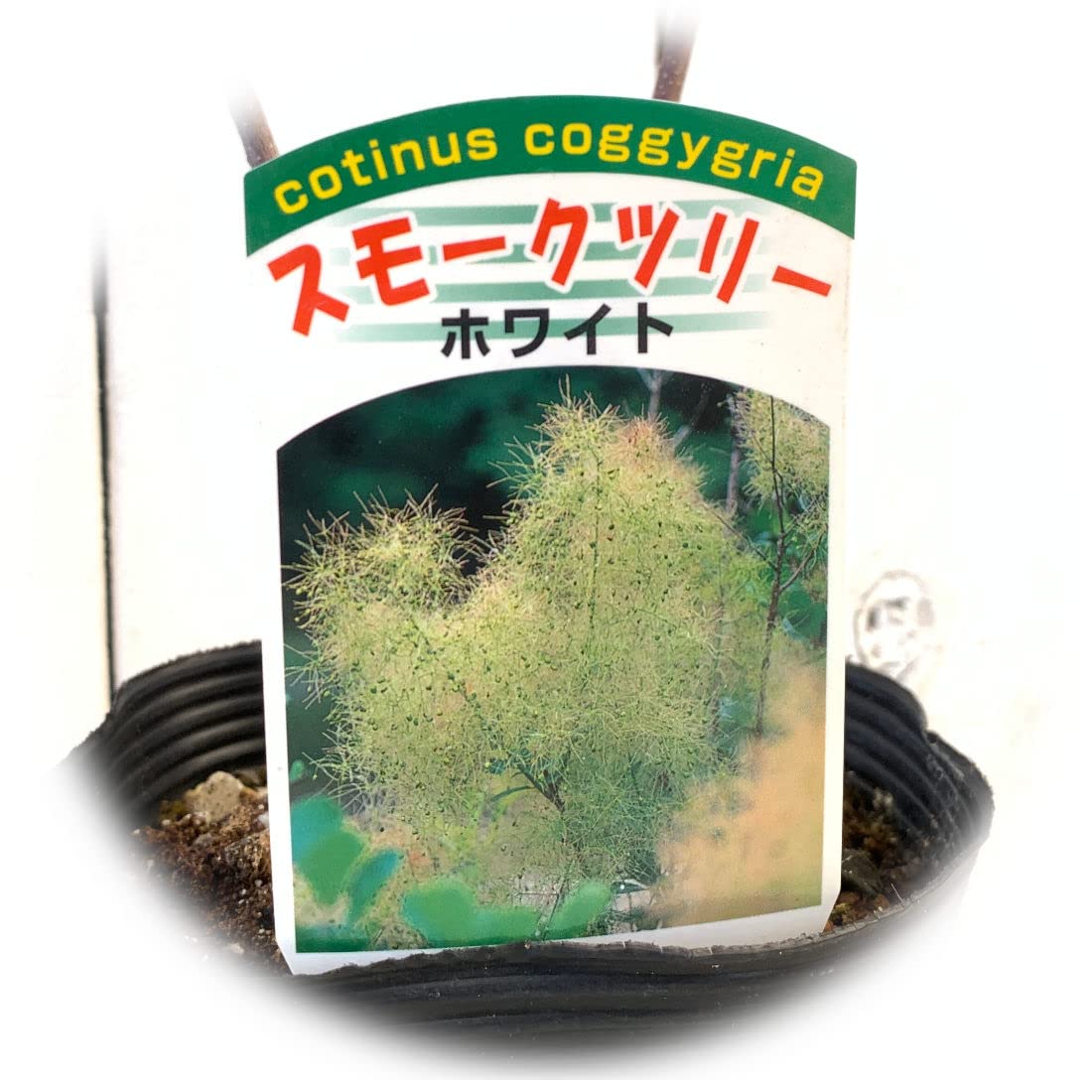 Amazon.co.jp: スモークツリー 苗木 ホワイトボール 13.5cm