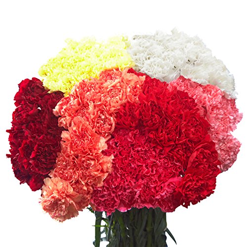 200 Assorted Carnations- Fresh Cut Flowers #TOP5
