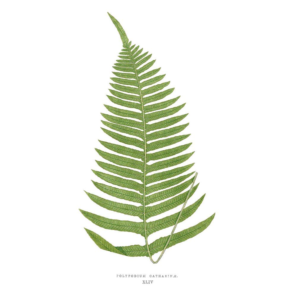 Wee Blue Coo Fern Polypodium Catharinae Art Print Poster Wall Decor 12X16 Inch